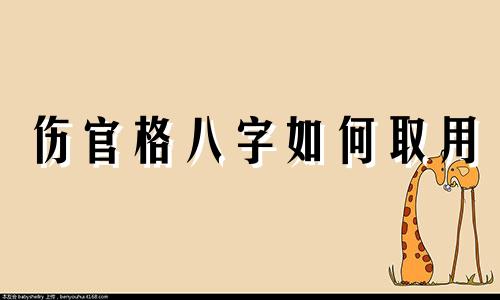 伤官格八字如何取用 伤官格是不是不好