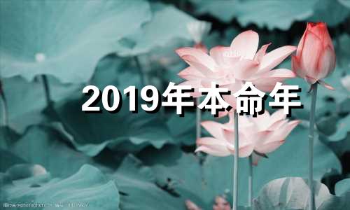 2019年本命年 2019年本命年运势