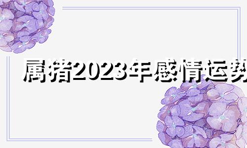 属猪2023年感情运势 属猪2021年桃花运势如何