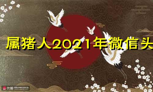 属猪人2021年微信头像 2020年属猪旺财运微信头像