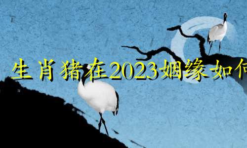 生肖猪在2023姻缘如何 2023年属猪百年难遇