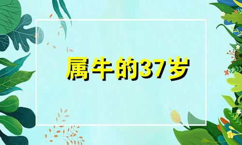 属牛的37岁 属牛人37岁